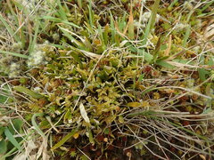 Carmichaelia corrugata