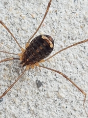 Nelima