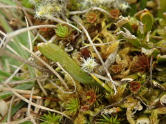 Carmichaelia corrugata