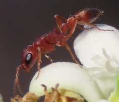 Pseudomyrmex denticollis
