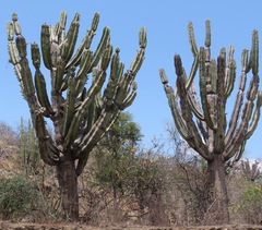 Neoraimondia herzogiana