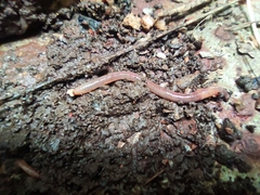 Lumbricus