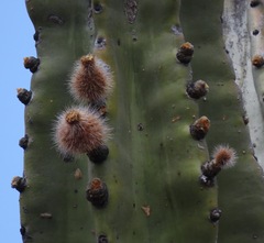 Neoraimondia herzogiana