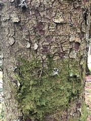 Picea sitchensis