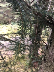 Picea sitchensis