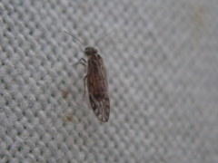 Psocidae