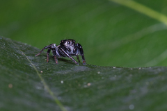 Zenodorus orbiculatus
