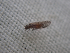 Psocidae