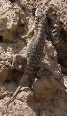 Tropidurus azurduyae