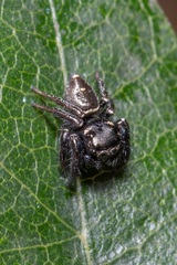 Zenodorus orbiculatus