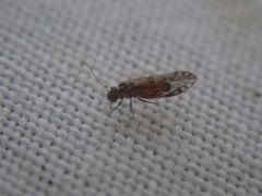 Psocidae