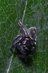Zenodorus orbiculatus