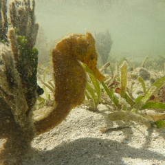 Hippocampus kuda
