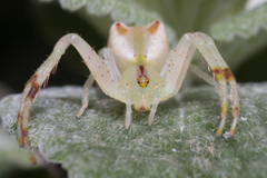 Sidymella rubrosignata