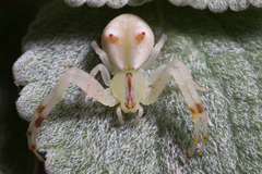 Sidymella rubrosignata