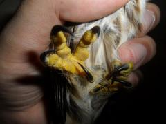 Glaucidium brasilianum