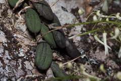 Dendrobium linguiforme