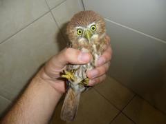 Glaucidium brasilianum