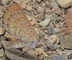 Zabuella tenellus
