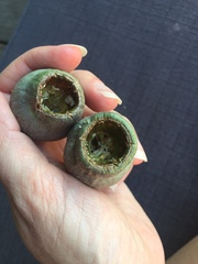 Zanda baudinii