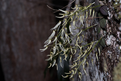 Dendrobium linguiforme