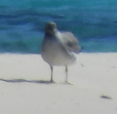 Ichthyaetus leucophthalmus