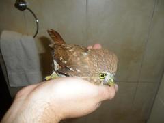 Glaucidium brasilianum