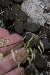 Dendrobium linguiforme