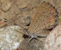 Zabuella tenellus