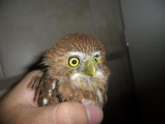 Glaucidium brasilianum