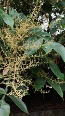 Rhus chinensis