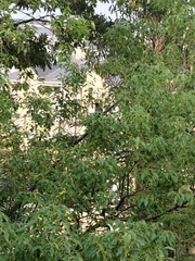 Dendrocitta formosae formosae