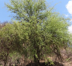 Rhamnaceae