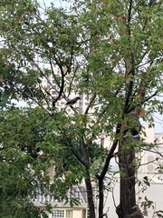 Dendrocitta formosae formosae