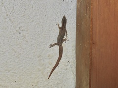Sphaerodactylus graptolaemus