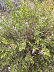 Eremophila