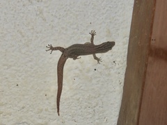 Sphaerodactylus graptolaemus