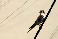Falco sparverius