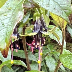 Fuchsia excorticata