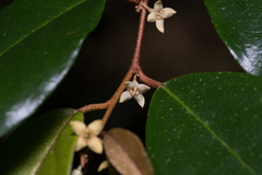 Elaeagnus triflora