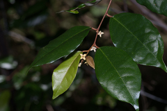 Elaeagnus triflora