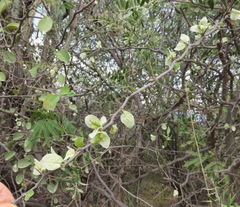 Bougainvillea