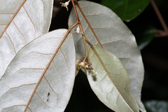 Elaeagnus triflora