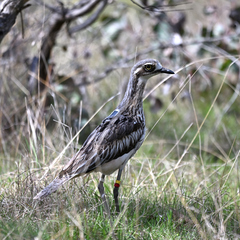 Burhinus grallarius