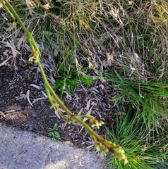 Dianella longifolia