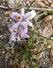 Moraea setifolia