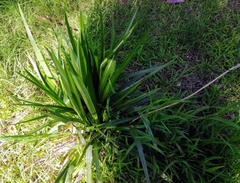 Dianella longifolia