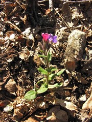 Pulmonaria