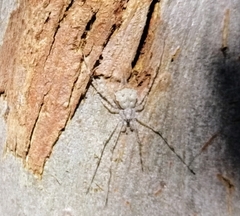 Tamopsis