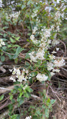Fallopia baldschuanica